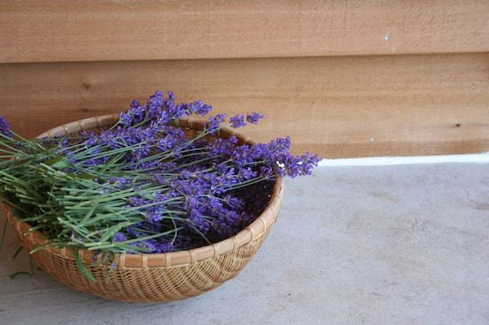 The Healing Powers of Plant Essential Oils