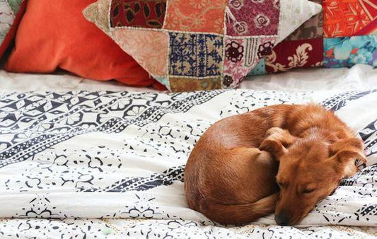 Happy Pet Appreciation Week!