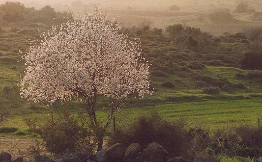 Celebrating Tu B'Shevat: The New Year for Trees
